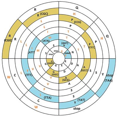 Corrigendum: Algebraic and toroidal representation of the genetic code